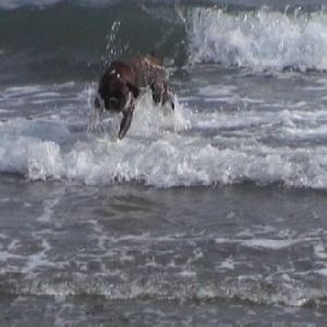 Sacha enjoying the sea
