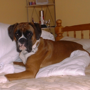 This bed is better than mine!