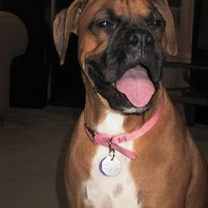 Do I look like a  Boxer or what?