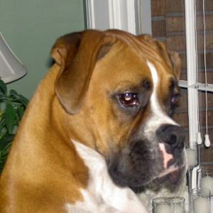 On Alert