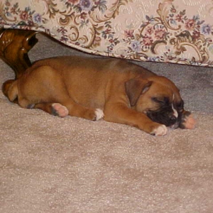 Slleping under the couch is fun.