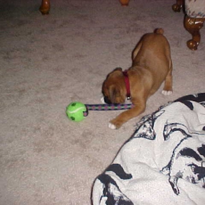 I'll show this thing who is boss.