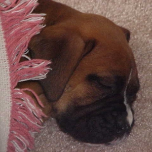 Woosh, this playing thing sure is hard work.  Need a cozy nap now.
