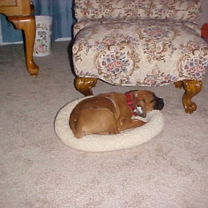 Well.... the cat doesn't sleep in it.