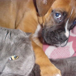 I am petting my older brother, Gus.  Well I call it petting, he is not too