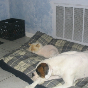 Domino is actually sharing his bed with Chance!