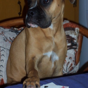 poker pup