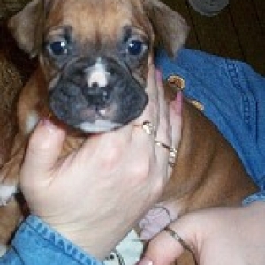 Our new baby Jake
