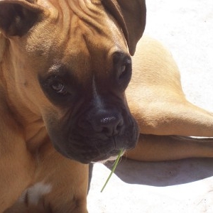carrot thief