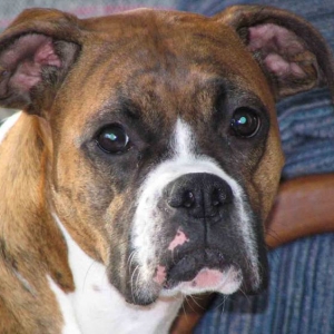 Best Dog Ever!