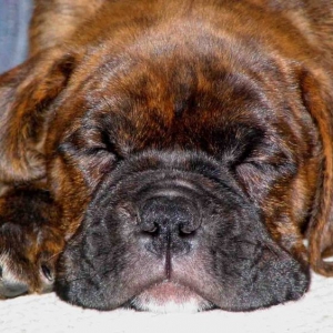 Cute Sleepiness
