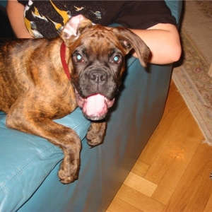 happEdog