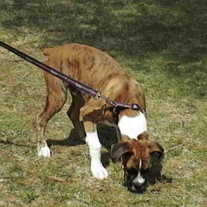 out for a walk