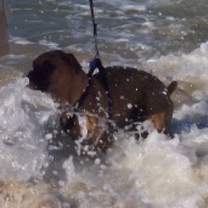 Surprise Wave