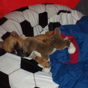 Boxer Nap