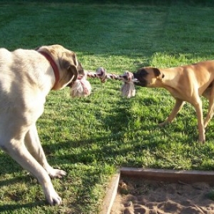 Tug-O-War