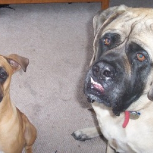 Gimme A Cookie!