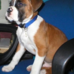 spike 11 weeks old