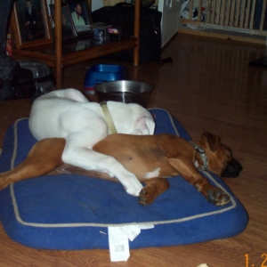 Honey Bear and Tank @ 4 months