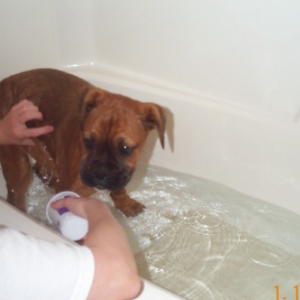 Patty gives Hoeybear first bath