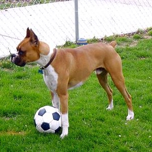 Wanna play soccor