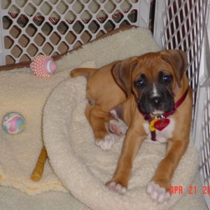 Ruby 8 1/2 weeks