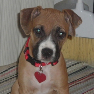 ears..a work in progress