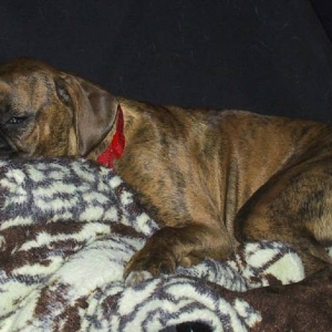 Favorite Chair and Blanket