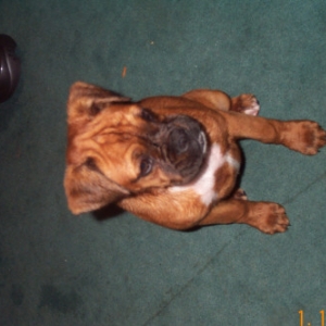 HONEYbear14weeks