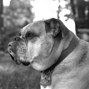 sam-profile