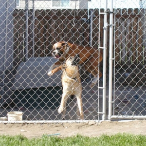 Lucy jumping