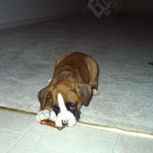 Tasha's first milkbone