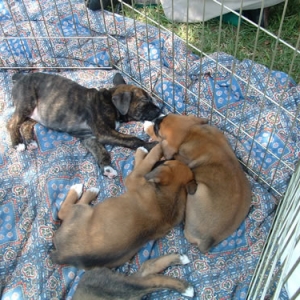 Finnian and his littermates