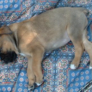 Nap time for Finn