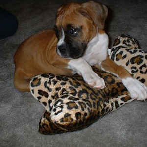 Harley and Her favorite Pillow