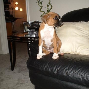 Harley on the Couch