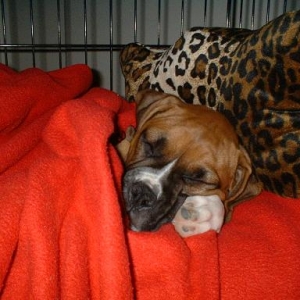 Harley asleep in her Kennal