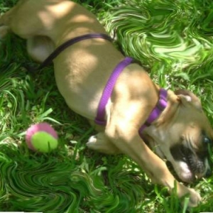 laying in the grass