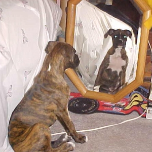 abey finds another boxer