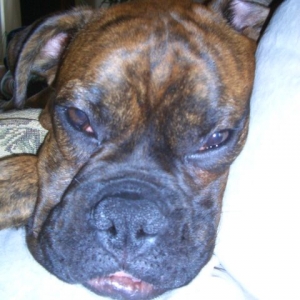 Rico is trying to do what he does best! Sleep!