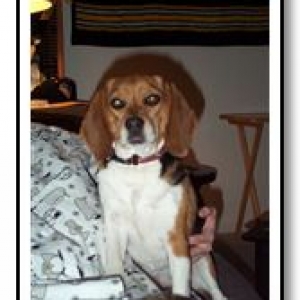 Lucky the reagle wise beagle.