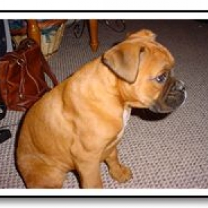 Honey Bear sits and looks