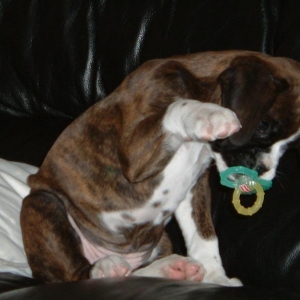 Ellie is a big baby :o)