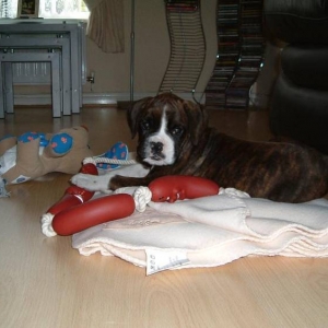 I just don't know what toy to play with!