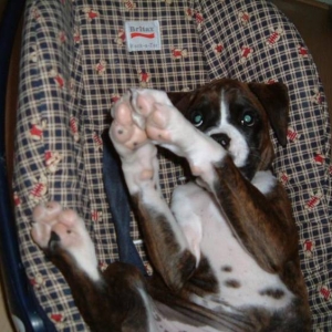 Ready for a ride in the car :o)