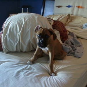 Messing_up_mommy_s_bed