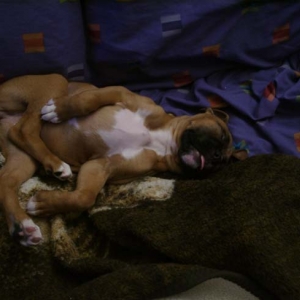 Favorite_way_to_sleep