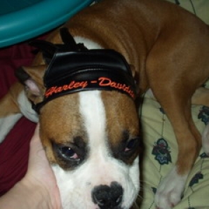 harley dude