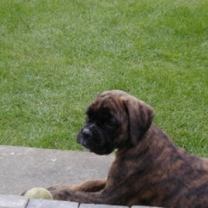 Max - Our new Boxer