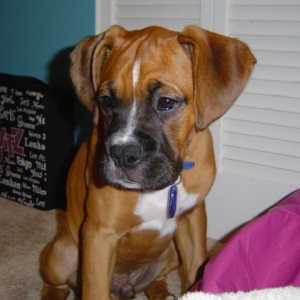 Brody